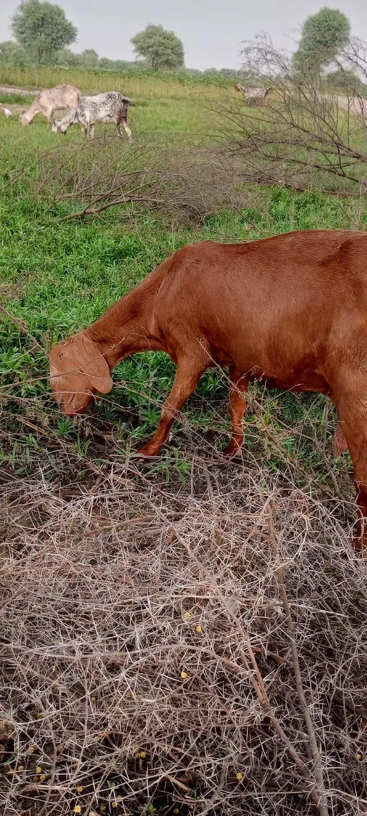 Bakri for sale — photo 2