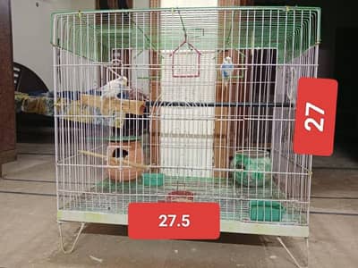 parrots for sale