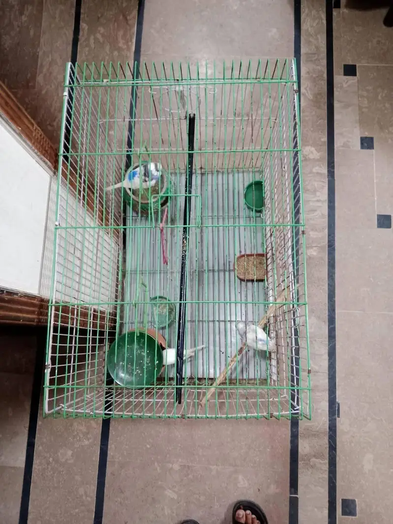 parrots for sale — photo 2