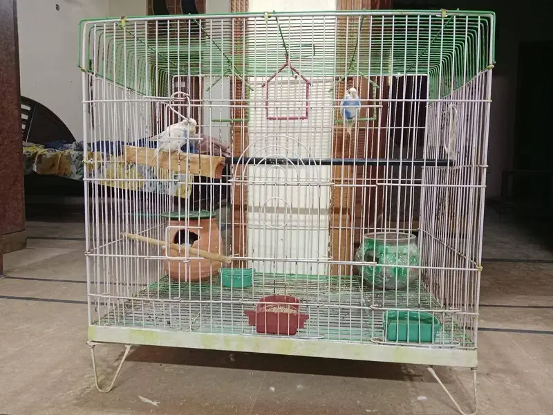 parrots for sale — photo 3