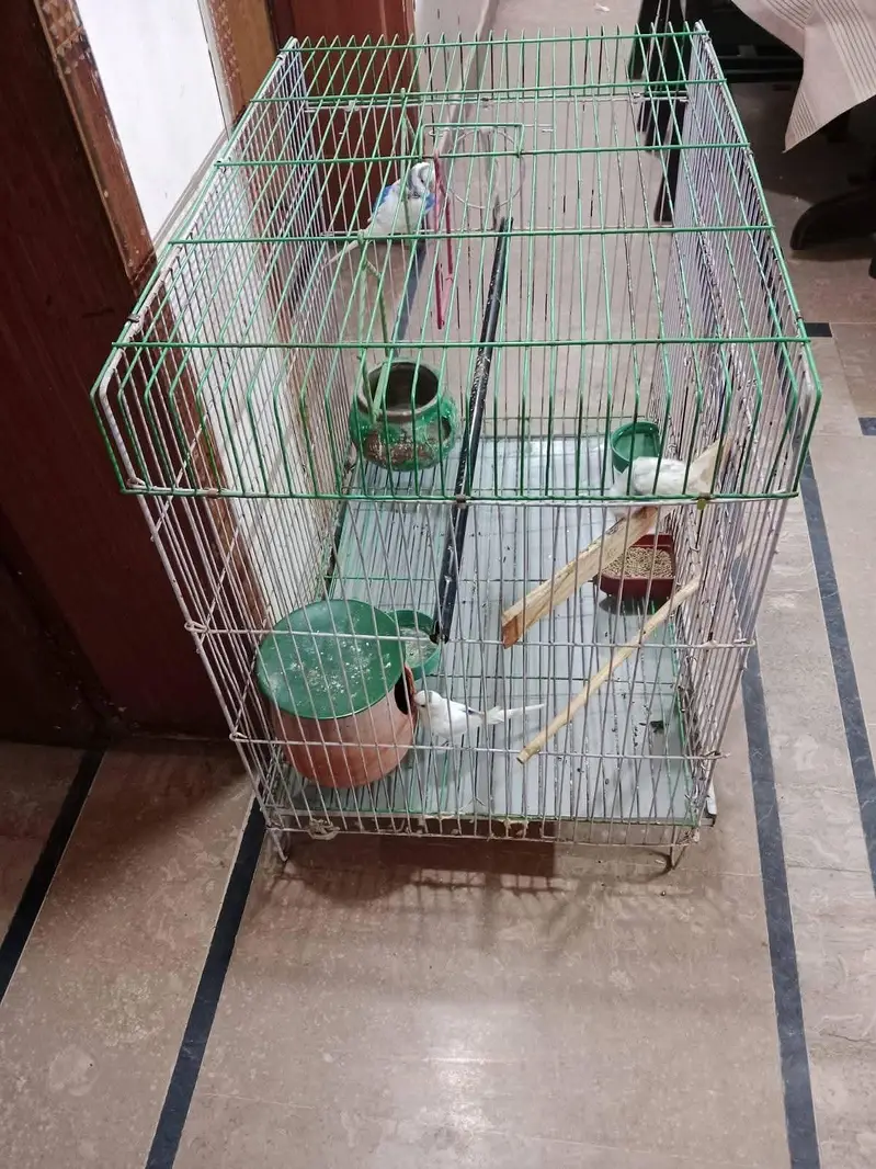 parrots for sale — photo 4