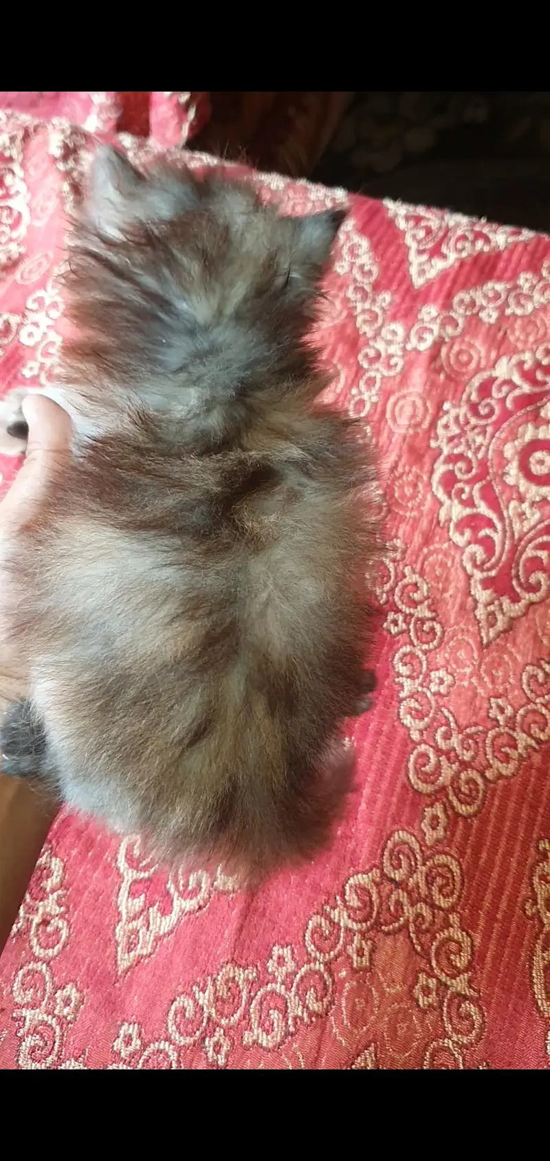 Persion 6 kittens for sale — photo 7