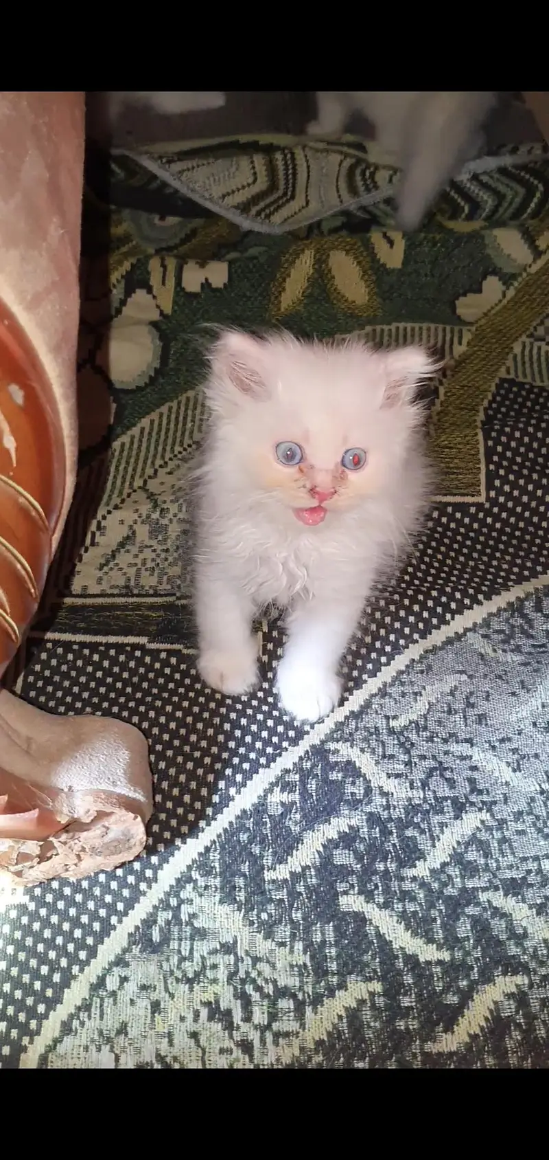 Persion 6 kittens for sale — photo 8