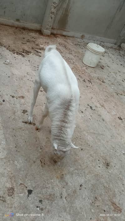 teddy bakra