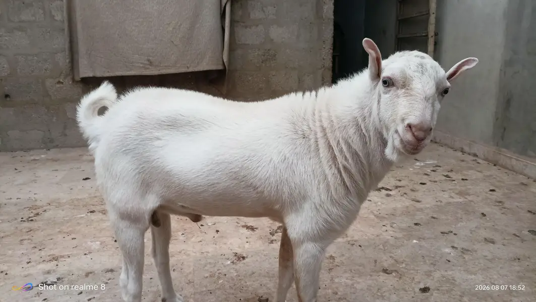 teddy bakra — photo 2