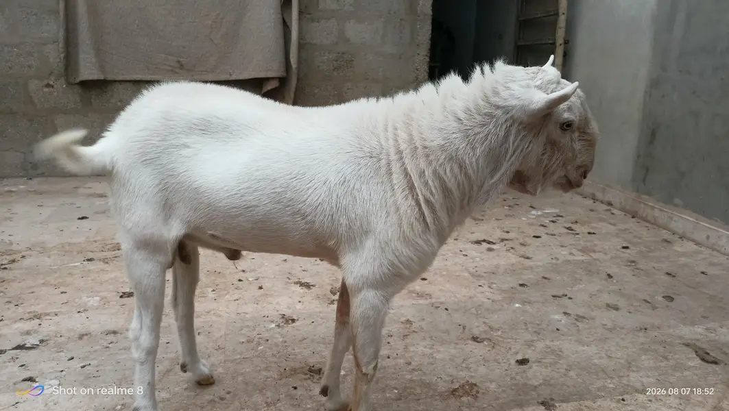 teddy bakra — photo 3