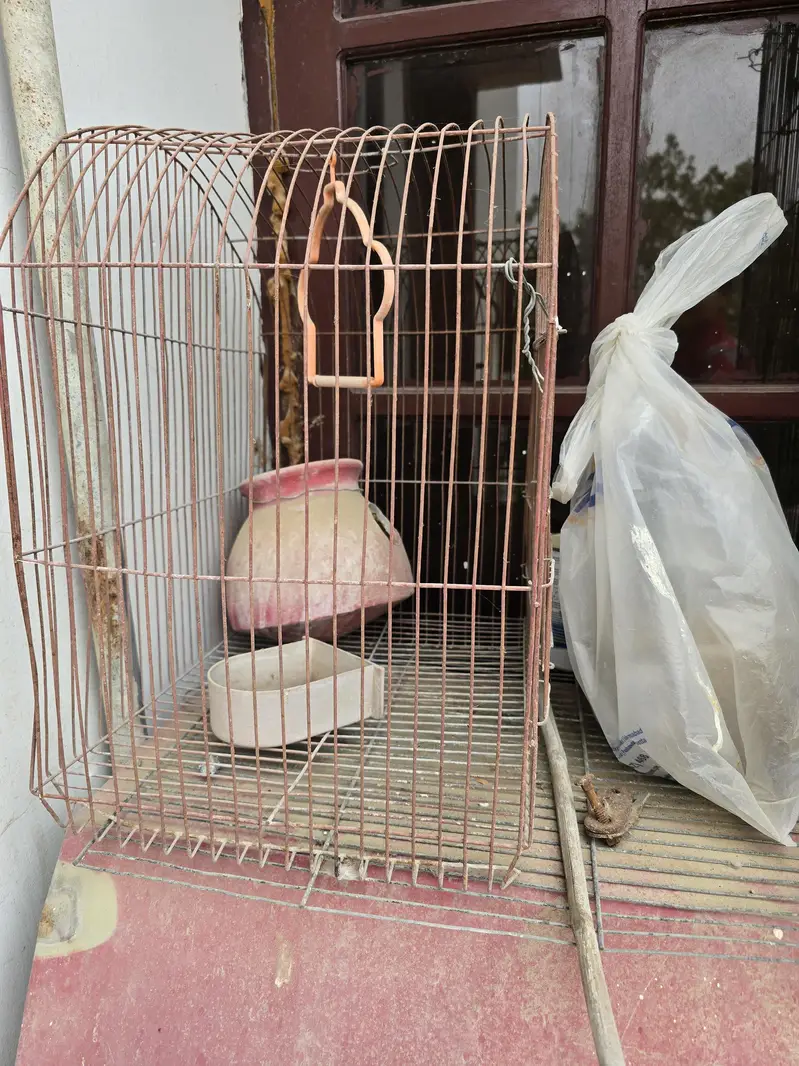 Bird Cages — photo 3