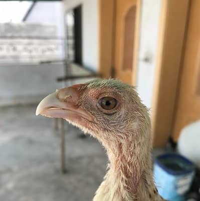 Japanese Shamu + Turkish Hint chicks for sale