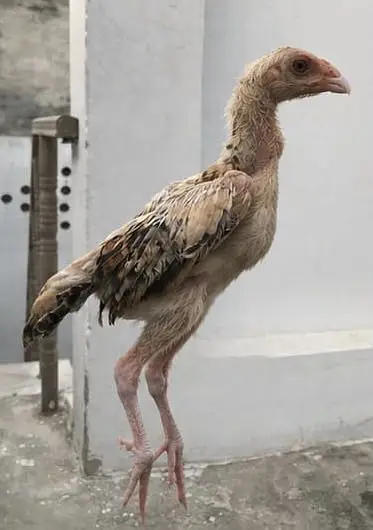 Japanese Shamu + Turkish Hint chicks for sale — photo 3