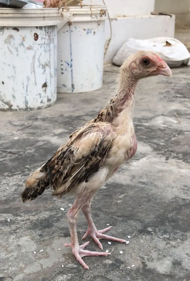 Japanese Shamu + Turkish Hint chicks for sale — photo 4