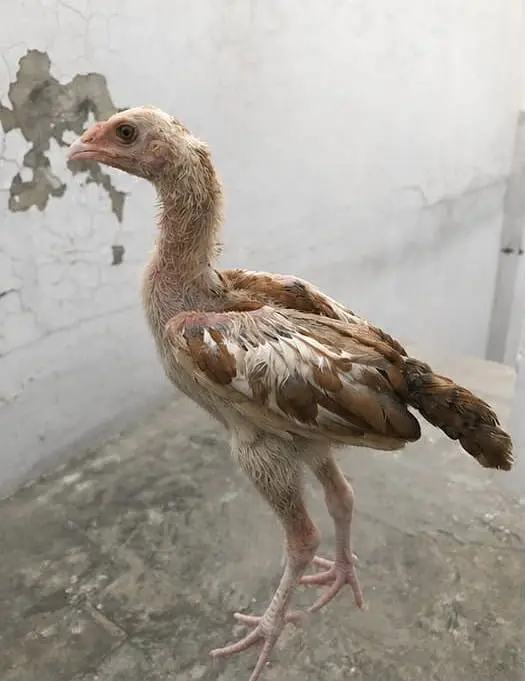 Japanese Shamu + Turkish Hint chicks for sale — photo 7