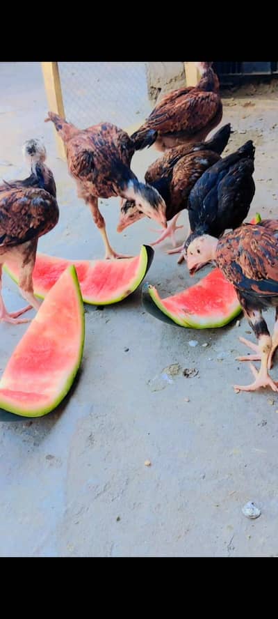 Aseel chicks for sale total 8 chicks