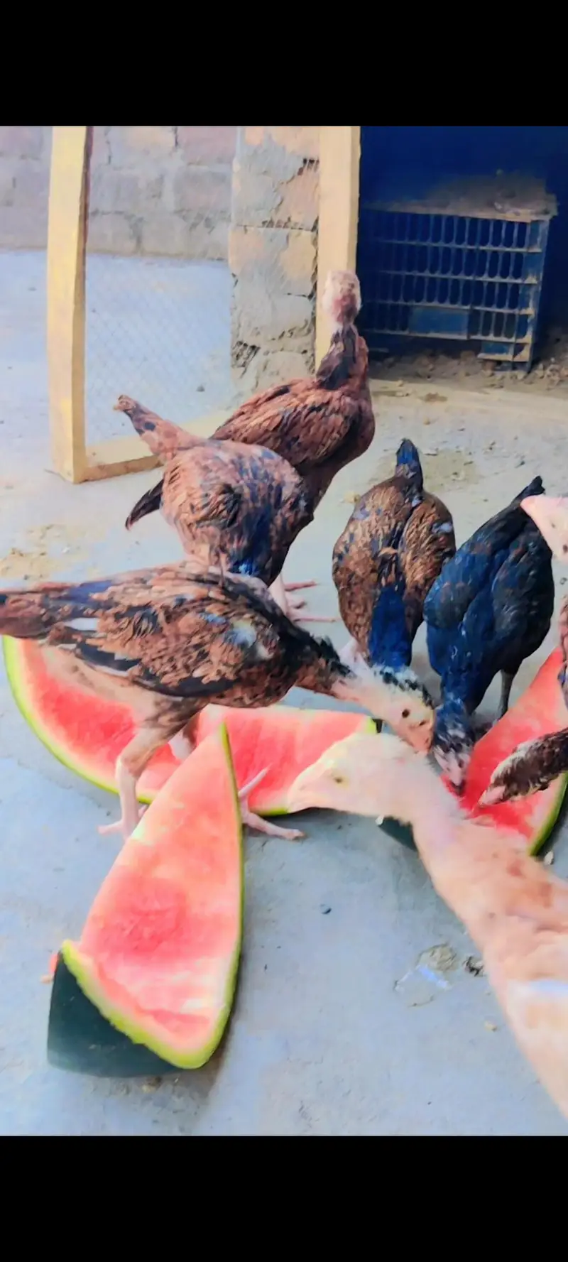 Aseel chicks for sale total 8 chicks — photo 2