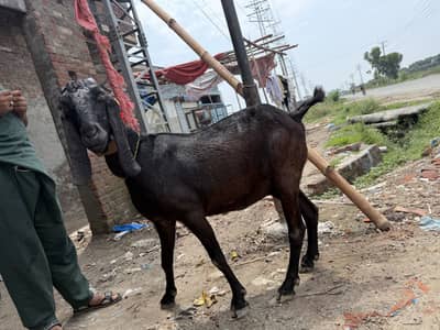 Betal Bakri  03461407102