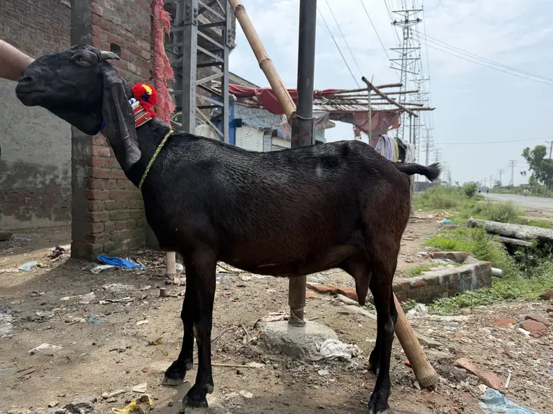 Betal Bakri  03461407102 — photo 2