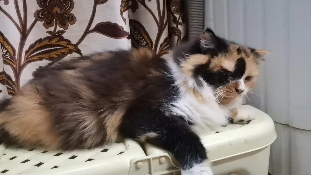 Calico Breeder Female in Green Eyes — photo 2