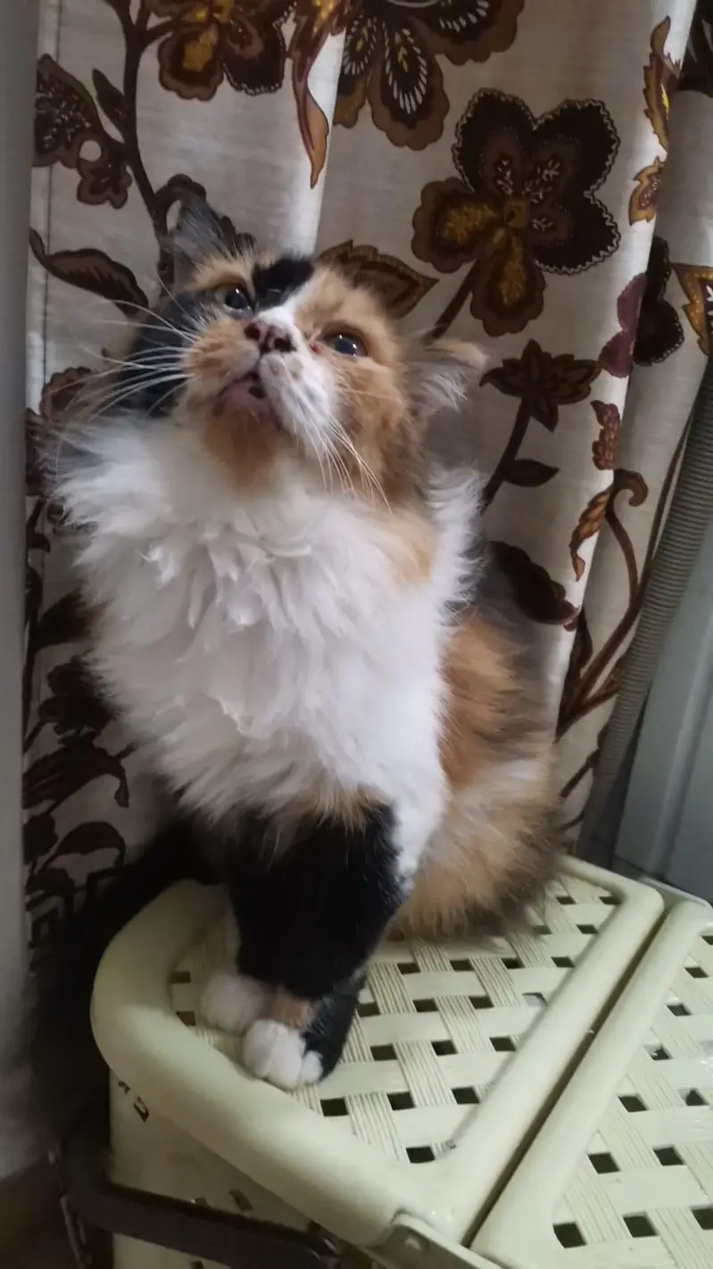 Calico Breeder Female in Green Eyes — photo 3