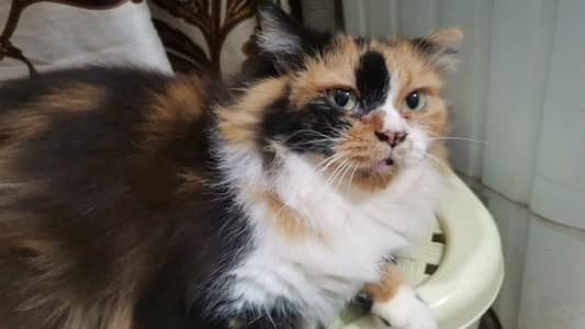 Pregnant Calico Female Green Eyes