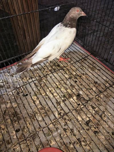 golden male breeder
