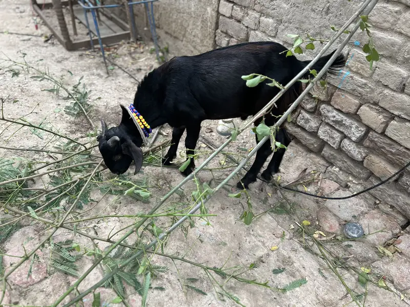 Do baqra ha dono male ha jori final 45 ki ho gi — photo 3