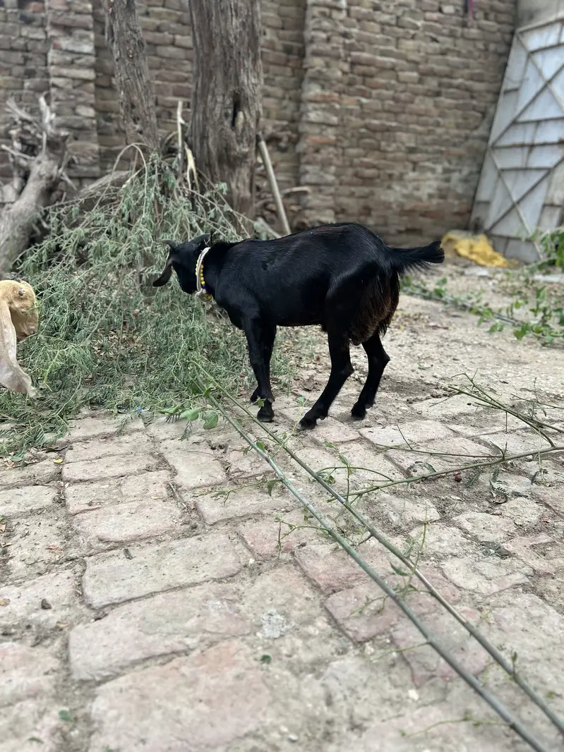 Do baqra ha dono male ha jori final 45 ki ho gi — photo 6