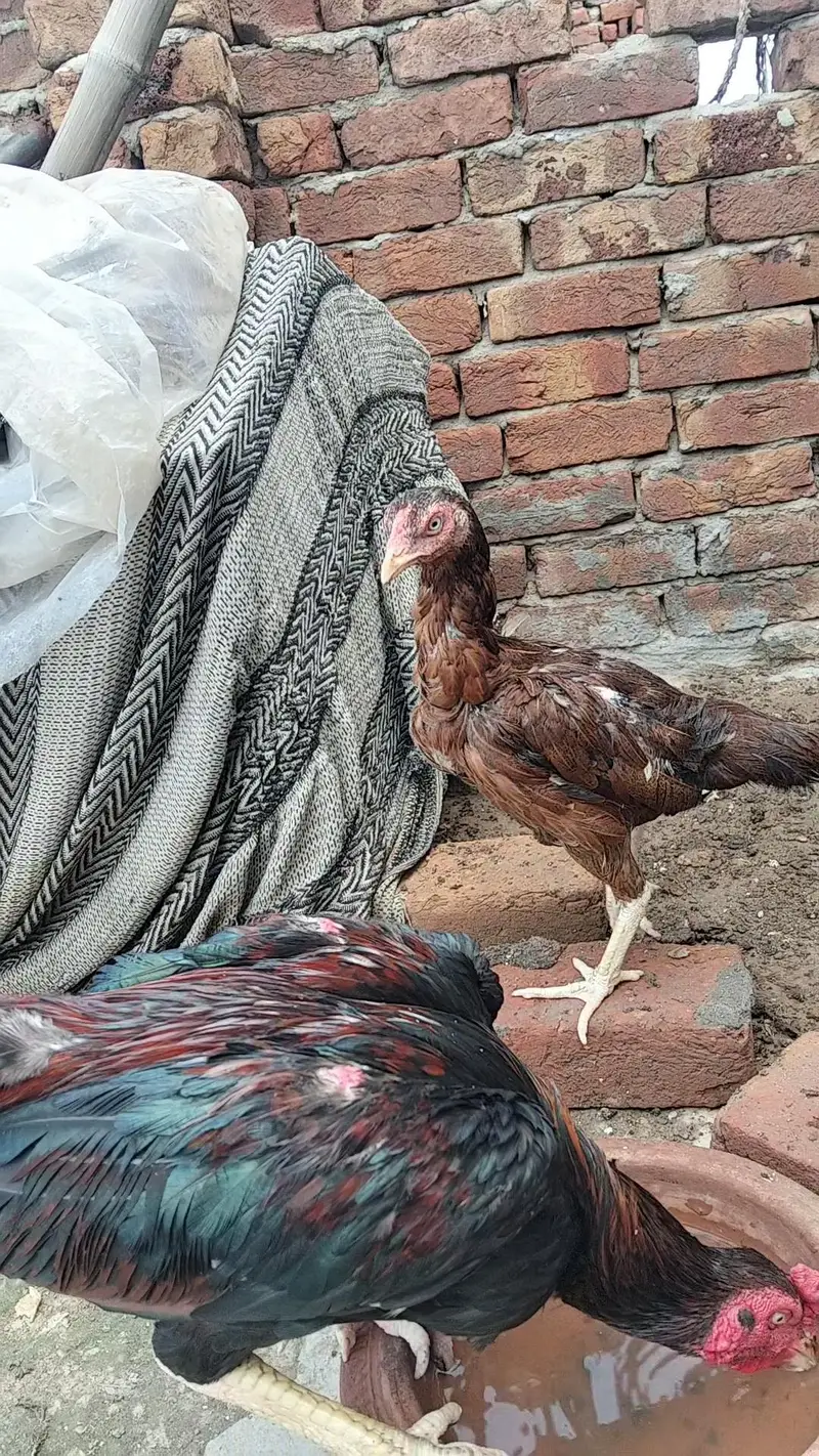 Mianwali Aseel Madi — photo 2