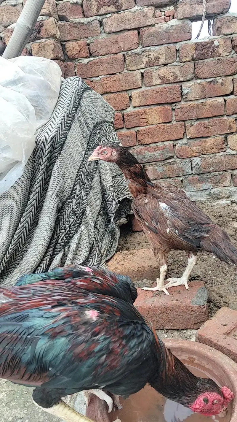 Mianwali Aseel Madi — photo 3