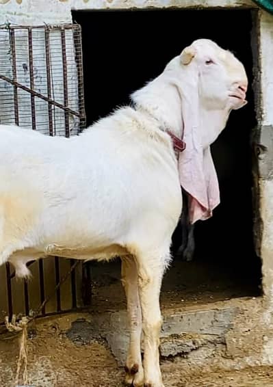 gulabi Bakra