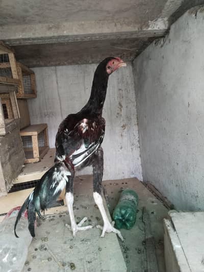Sb Birds Healthy and active