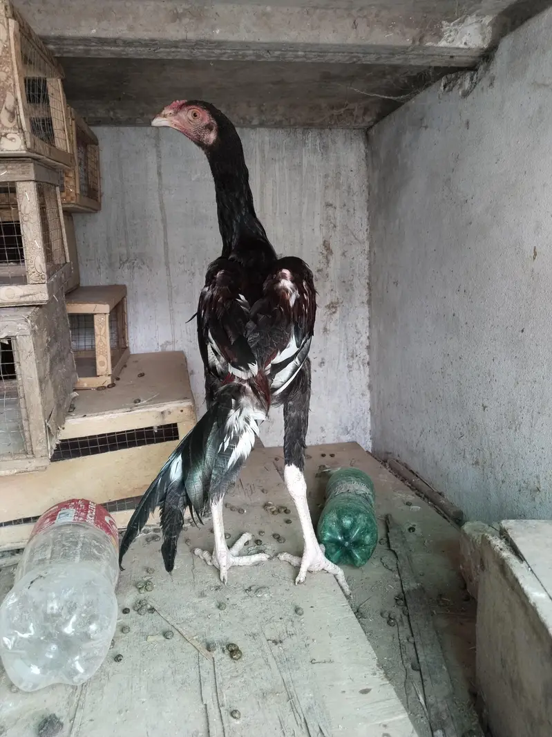 Sb Birds Healthy and active — photo 2