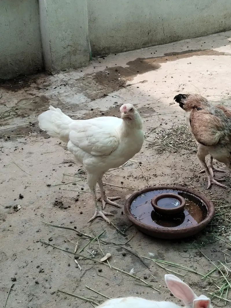 Sb Birds Healthy and active — photo 4