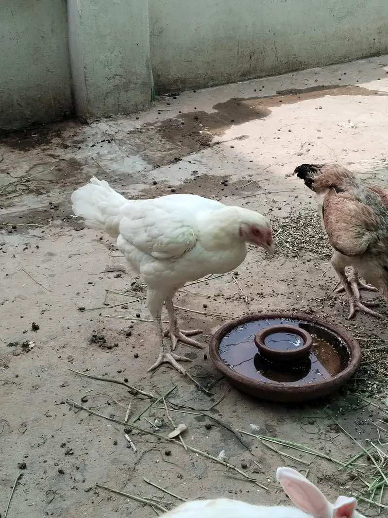 Sb Birds Healthy and active — photo 5