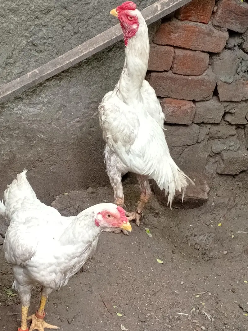 original shamo pair — photo 4
