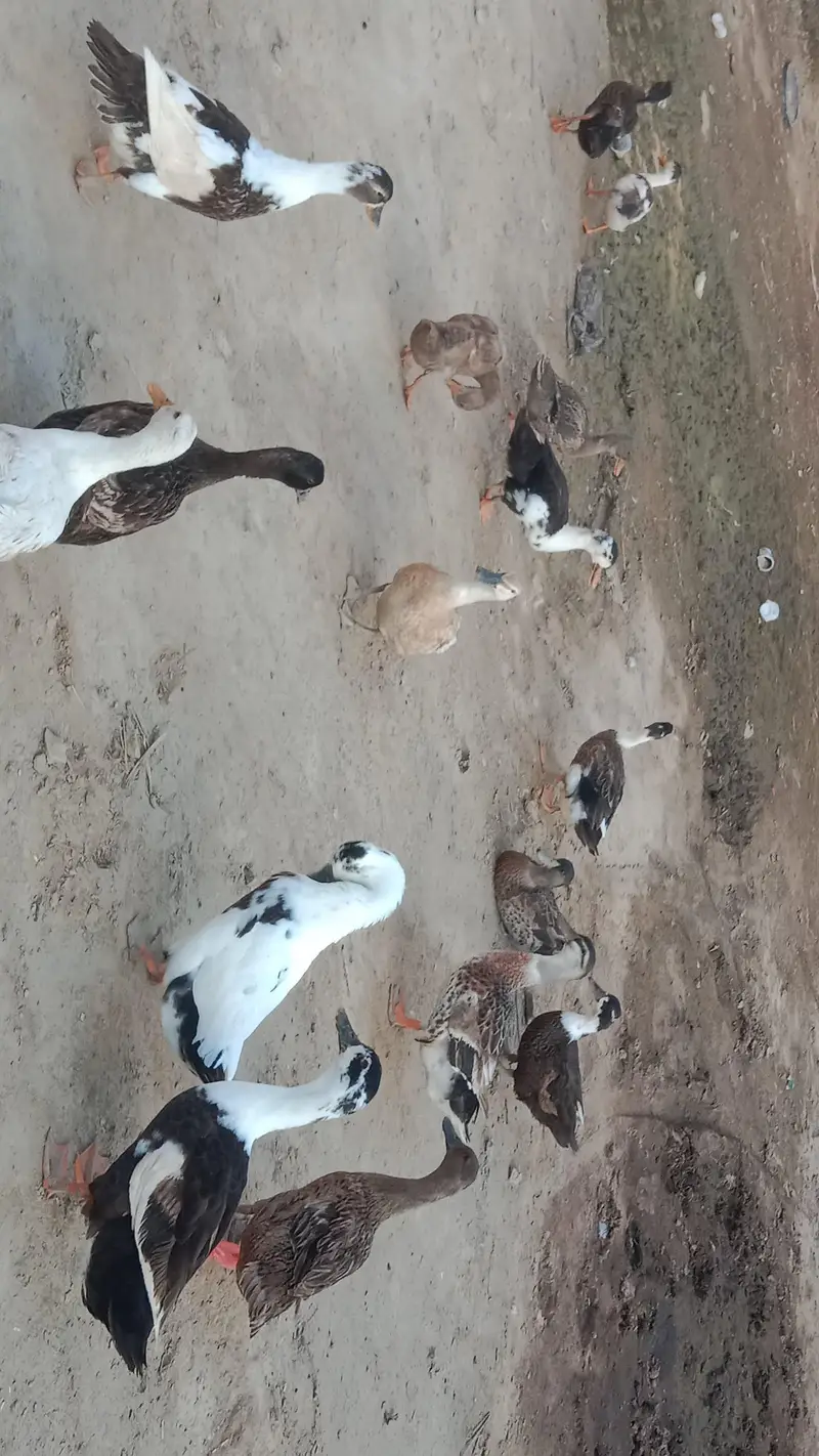 Dasi Ducks