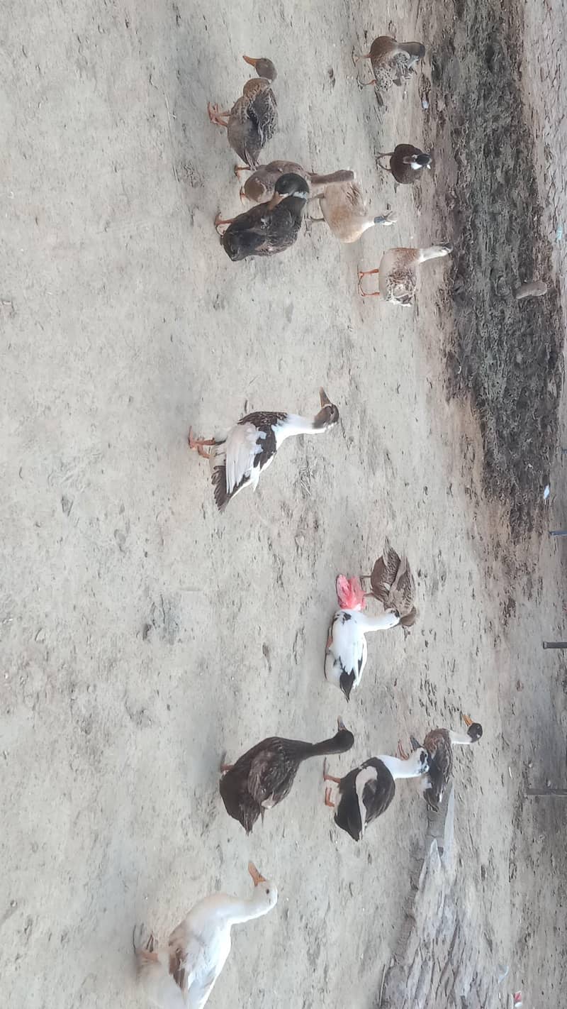 Dasi Ducks 1