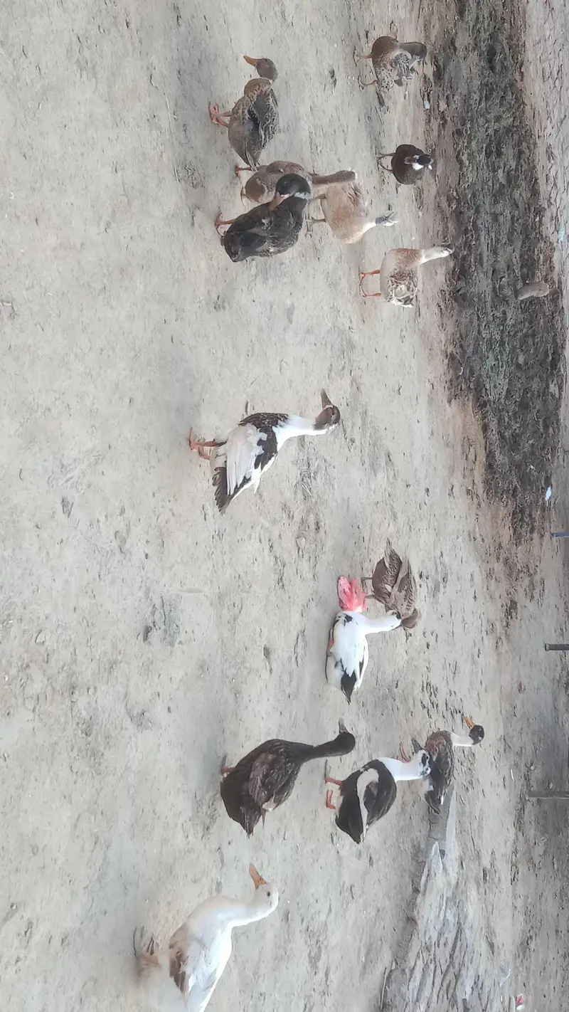 Dasi Ducks — photo 2