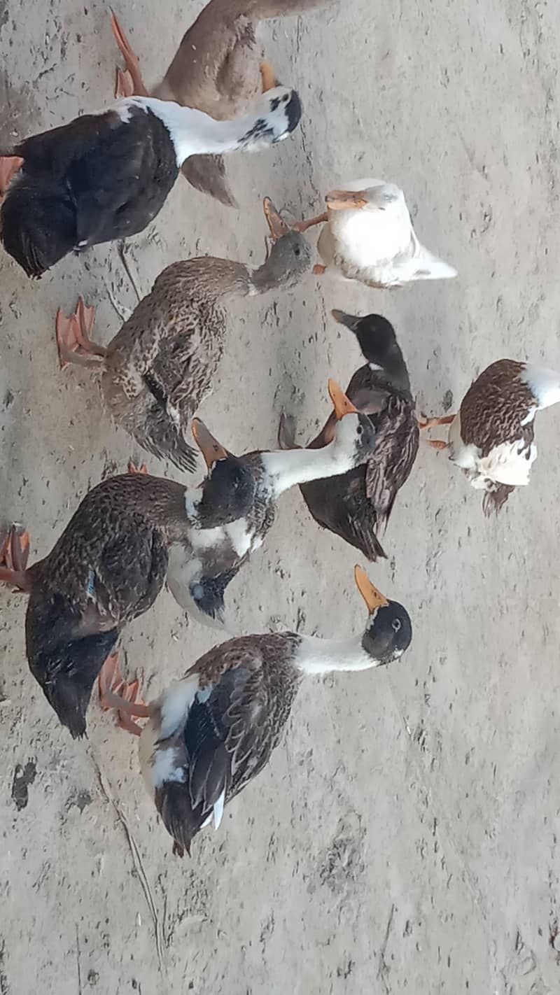 Dasi Ducks 2
