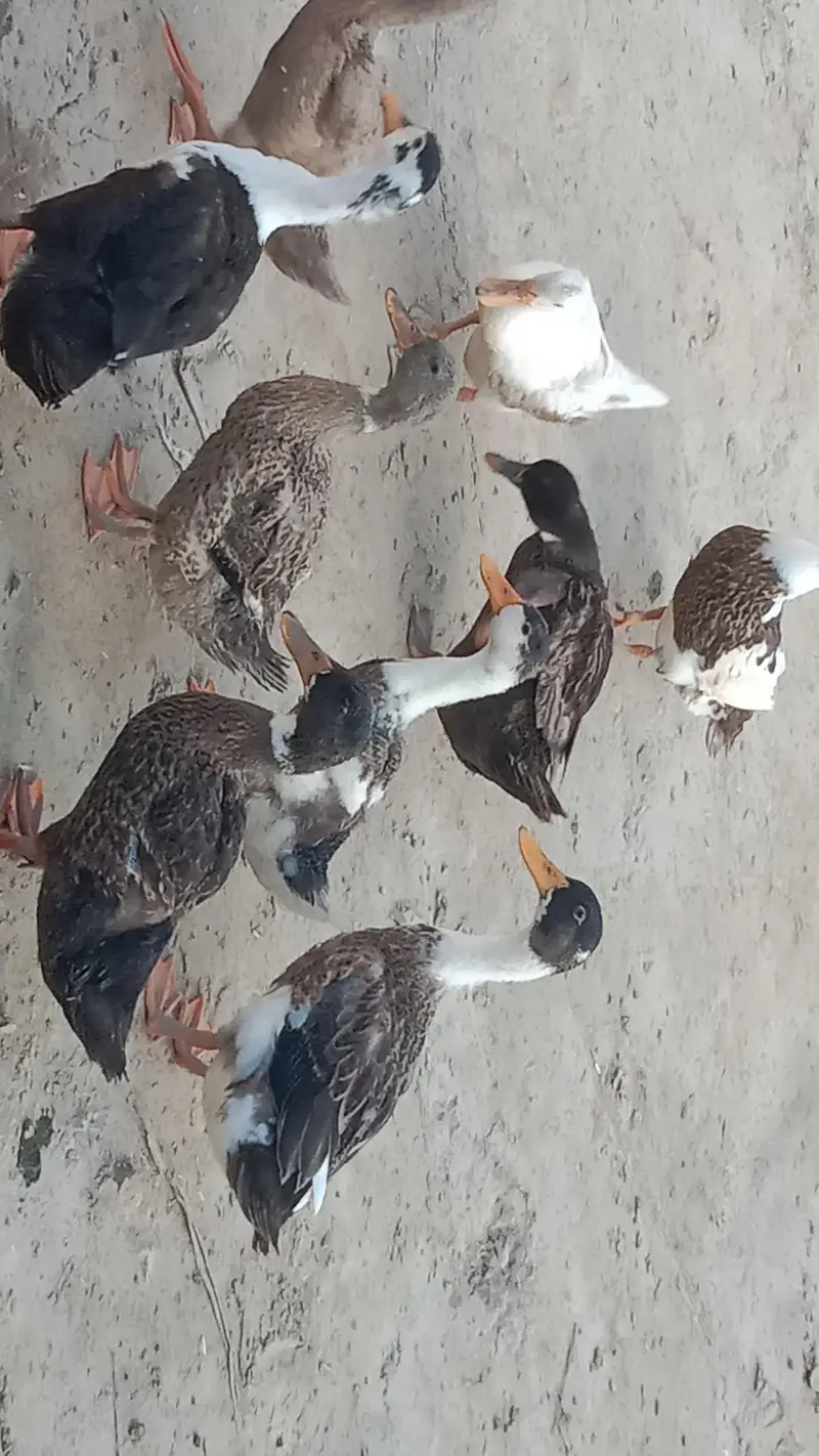 Dasi Ducks — photo 3