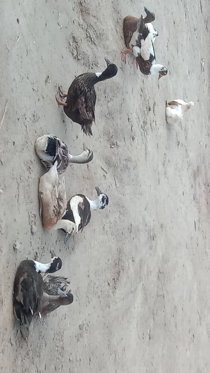 Dasi Ducks 3