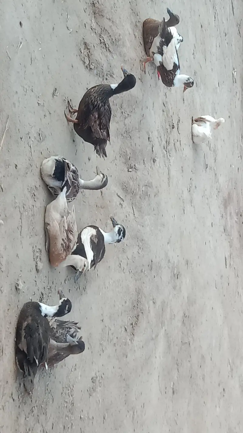 Dasi Ducks — photo 4