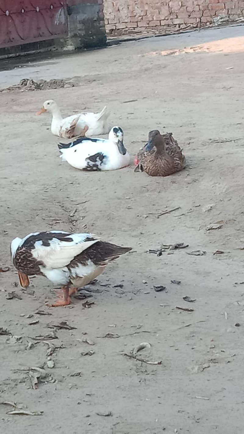 Dasi Ducks 4