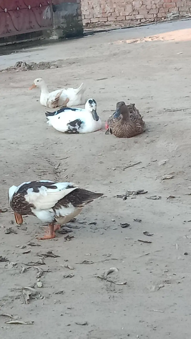 Dasi Ducks — photo 5