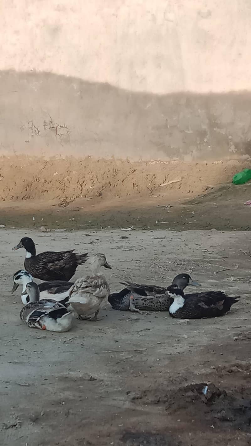 Dasi Ducks 5