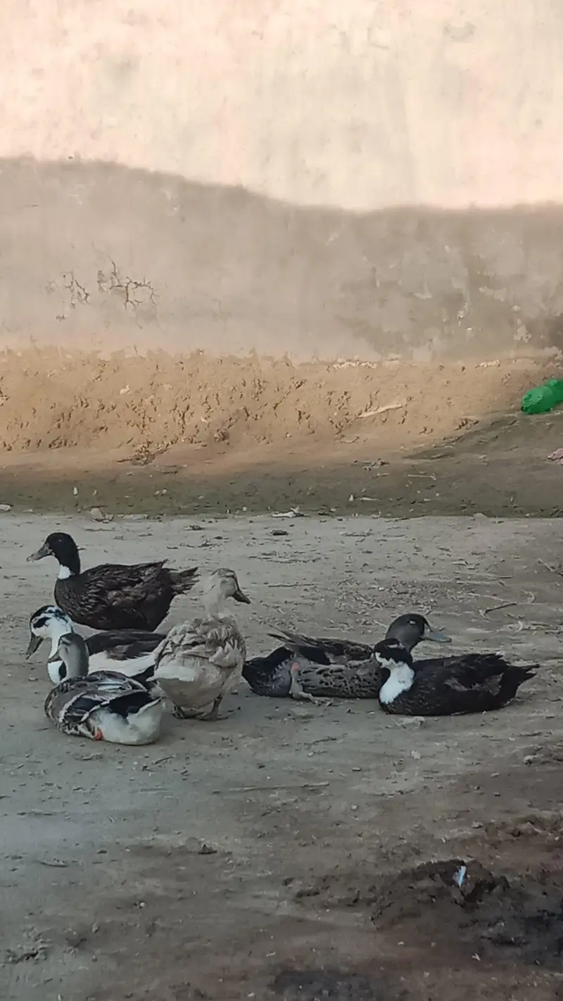 Dasi Ducks — photo 6