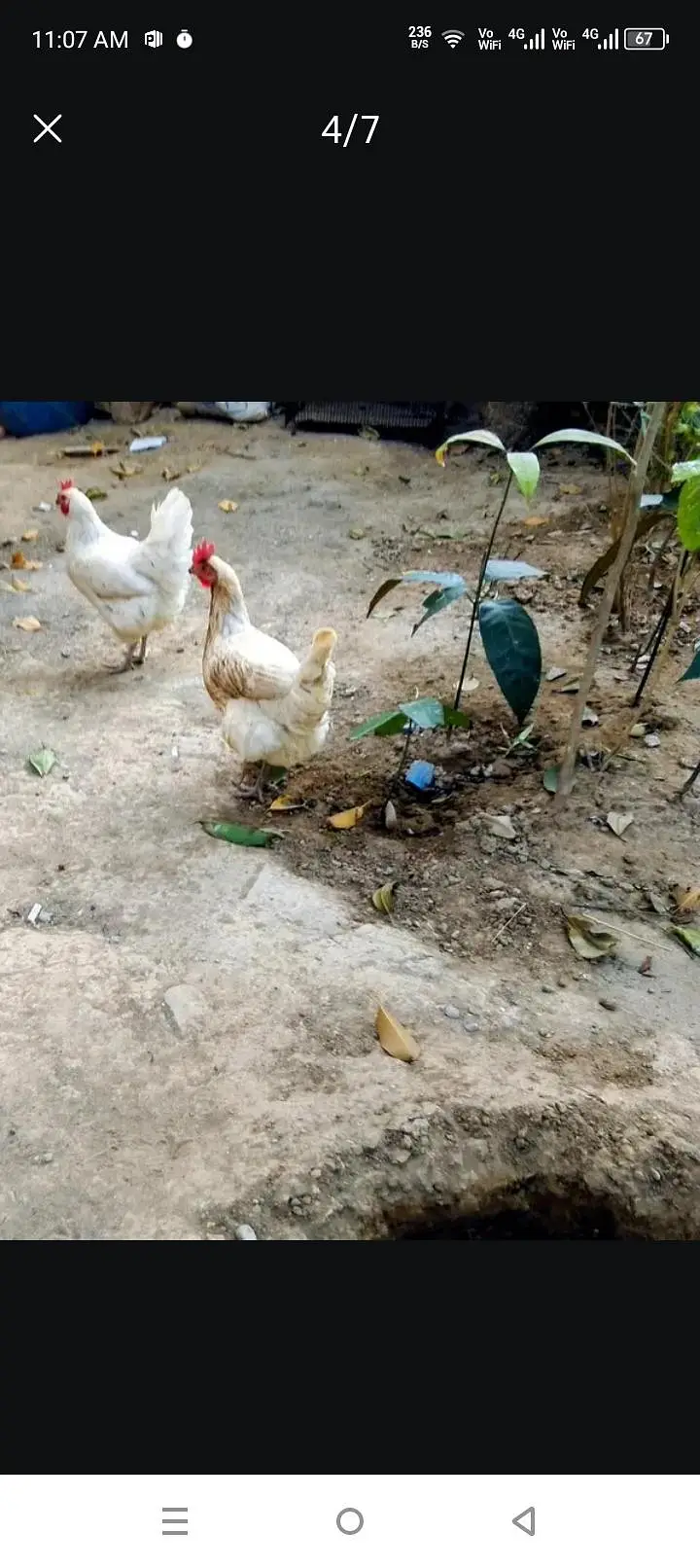 Desi murghiya Hain 2 Hain ando wali 2 year — photo 2