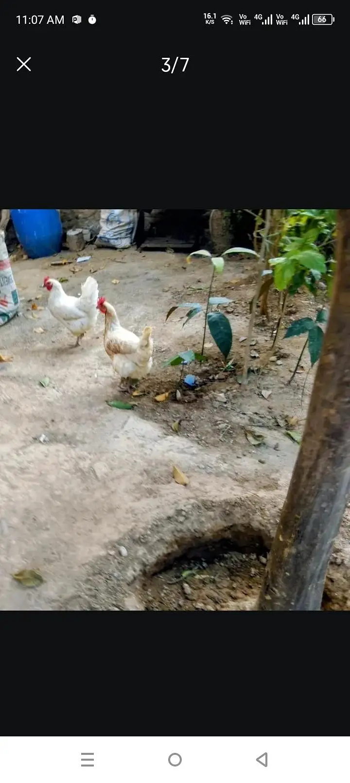 Desi murghiya Hain 2 Hain ando wali 2 year — photo 3