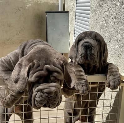 IMPORTED NEAPOLITAN MASTIFF PUPPIES AVAILABLE FOR SALE