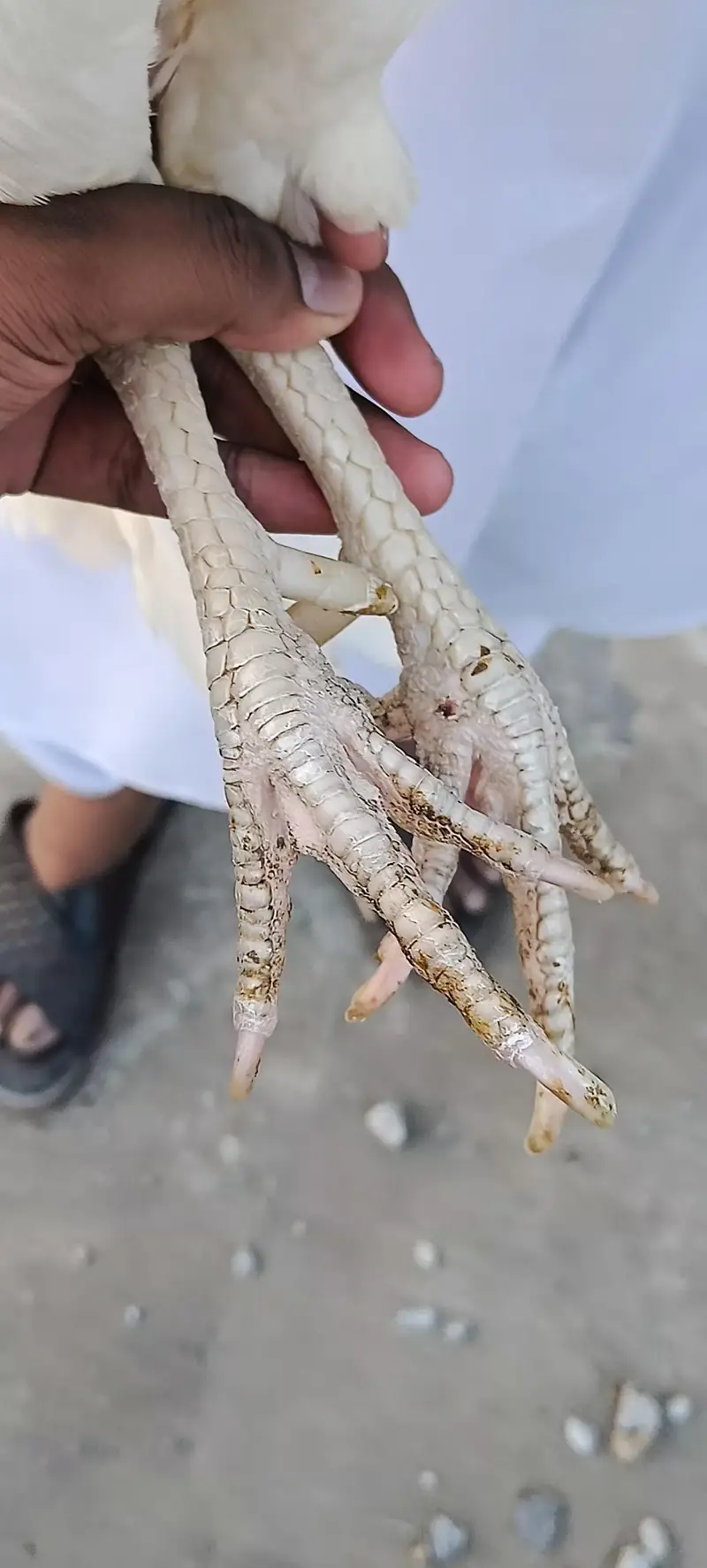 Heera Boska Aseel Pair — photo 3