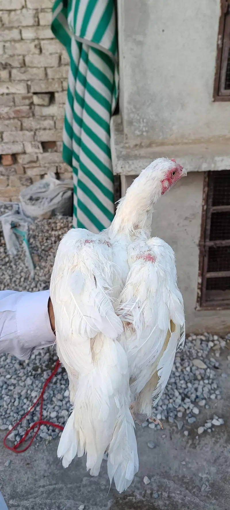 Heera Boska Aseel Pair — photo 5