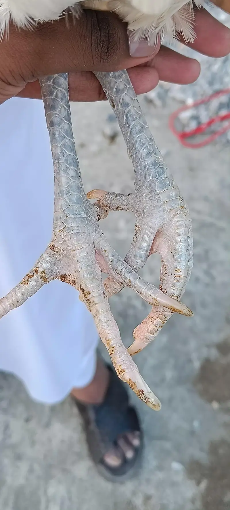 Heera Boska Aseel Pair — photo 6